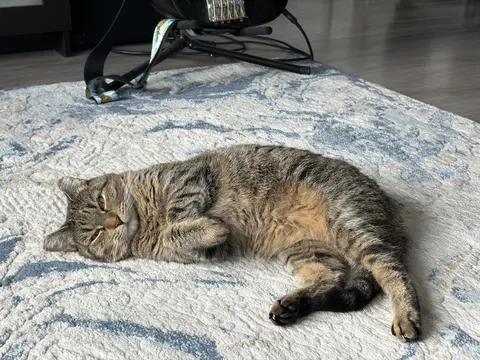Gabriella relaxing my carpet